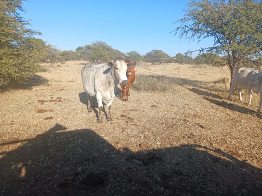  Bedroom Property for Sale in Vryburg Rural North West